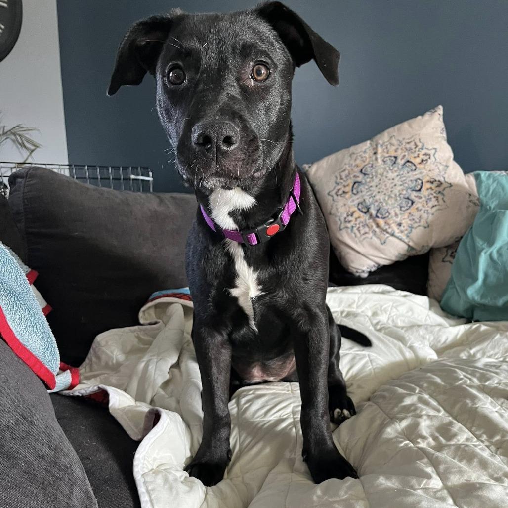 Sadie, Adoptable, Young Female Labrador Retriever & Mixed Breed.