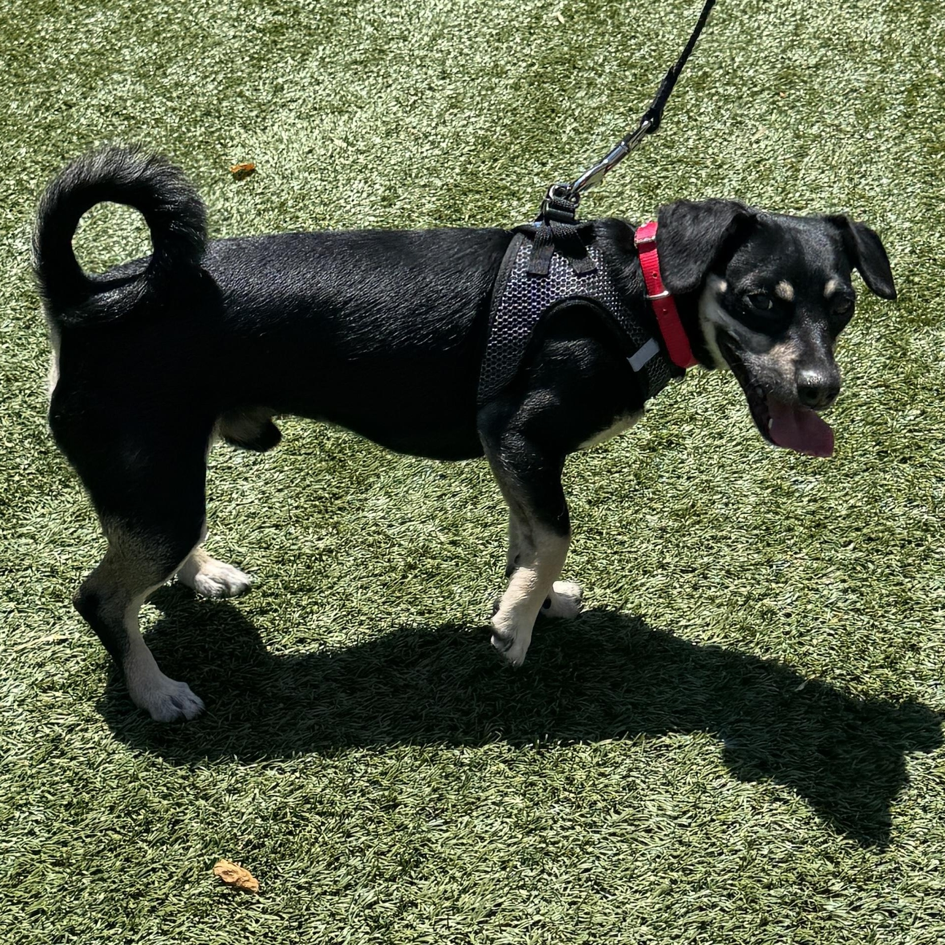 This is PIROULIN - small chihuahua mix, 7 months old - COURTESY POSTING, a ADOPTABLE Chihuahua in Clifton, NJ image 4/4