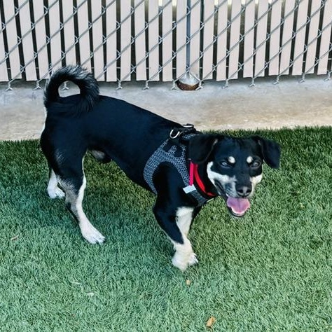 This is PIROULIN - small chihuahua mix, 7 months old - COURTESY POSTING, a ADOPTABLE Chihuahua in Clifton, NJ image 1/4
