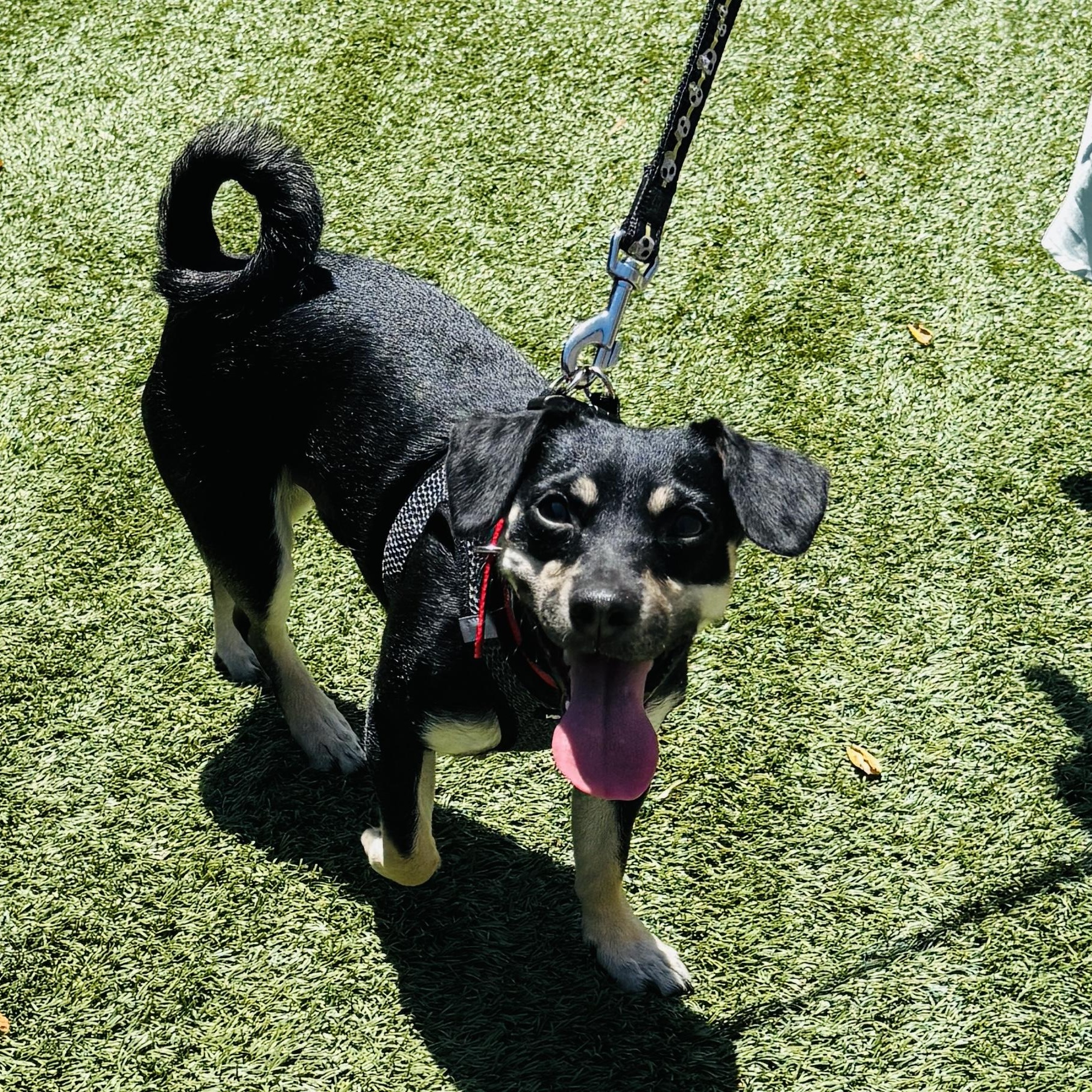 This is PIROULIN - small chihuahua mix, 7 months old - COURTESY POSTING, a ADOPTABLE Chihuahua in Clifton, NJ image 3/4
