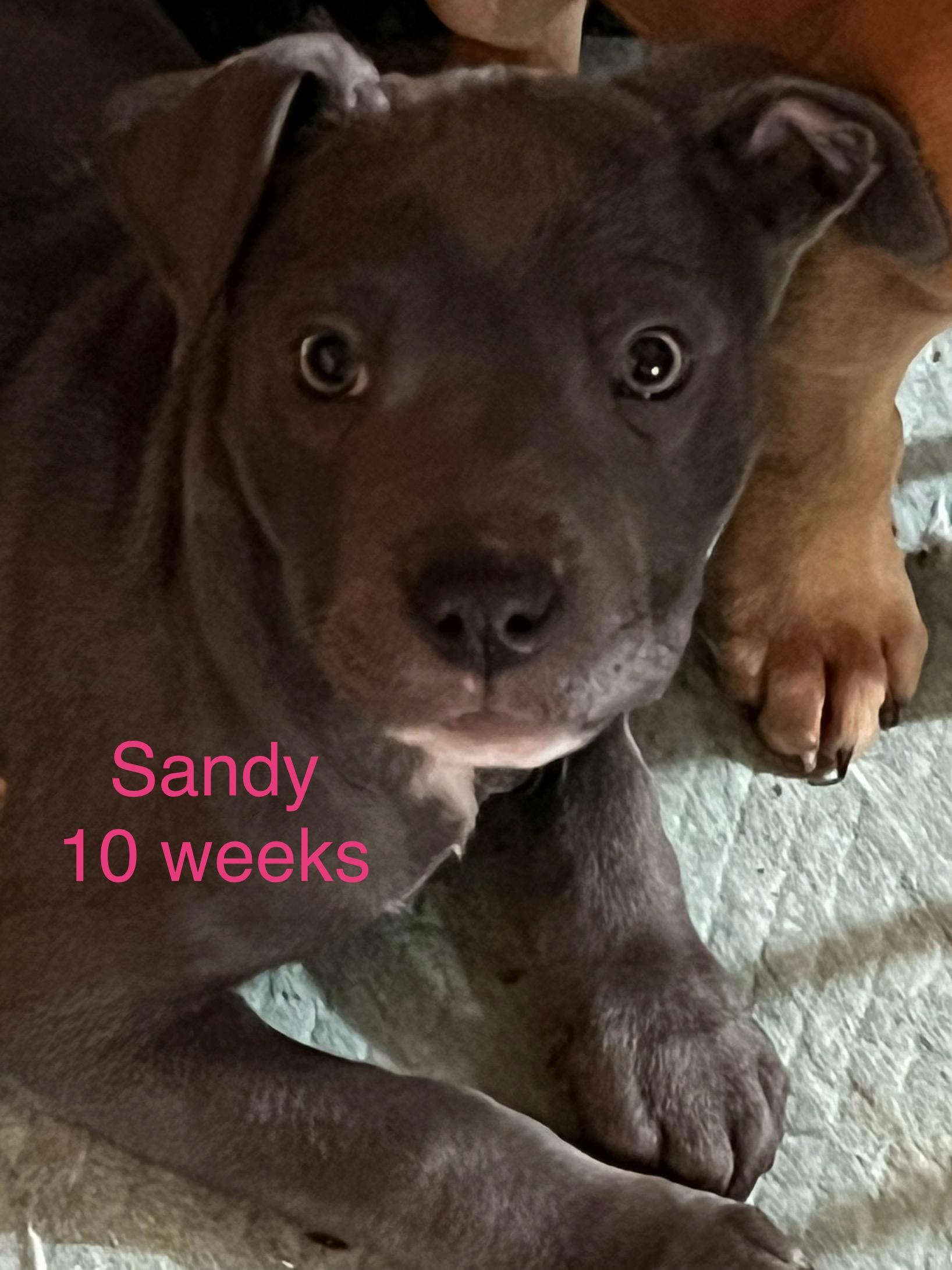 Sandy, ADOPTABLE, Puppy Female American Staffordshire Terrier.