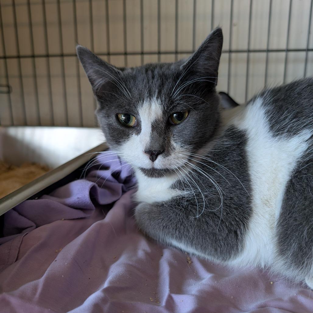 Enlarge Giovanni, a Adoptable mixed breed in South Haven, MI image 1/1