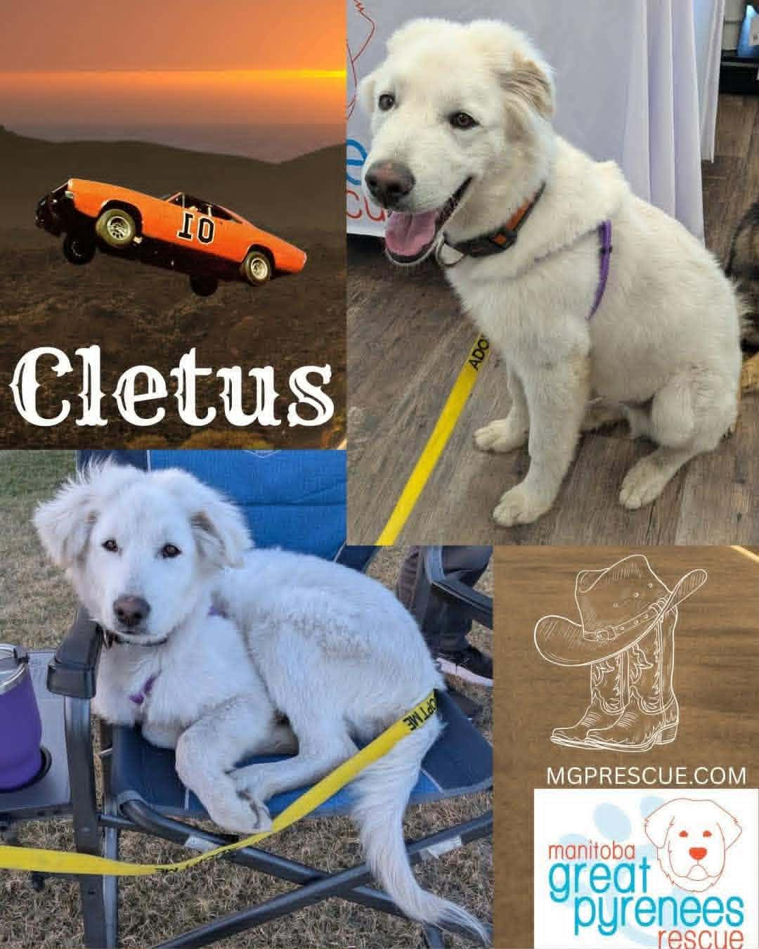 Enlarge Cletus, a ADOPTABLE Great Pyrenees in New Bothwell, MB image 1/1