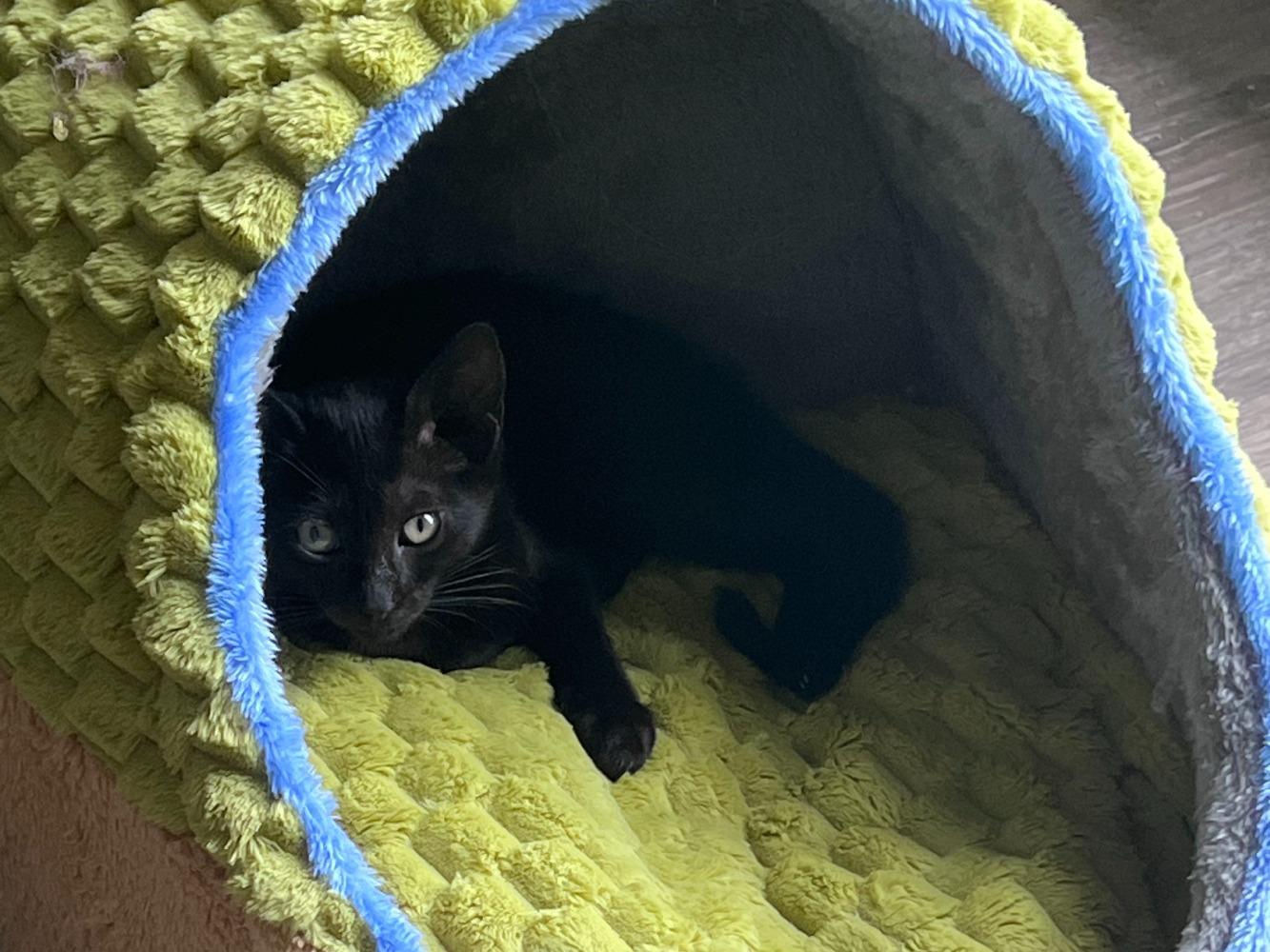 Enlarge Fizz, a Adoptable Domestic Short Hair in Moncks Corner, SC image 4/5