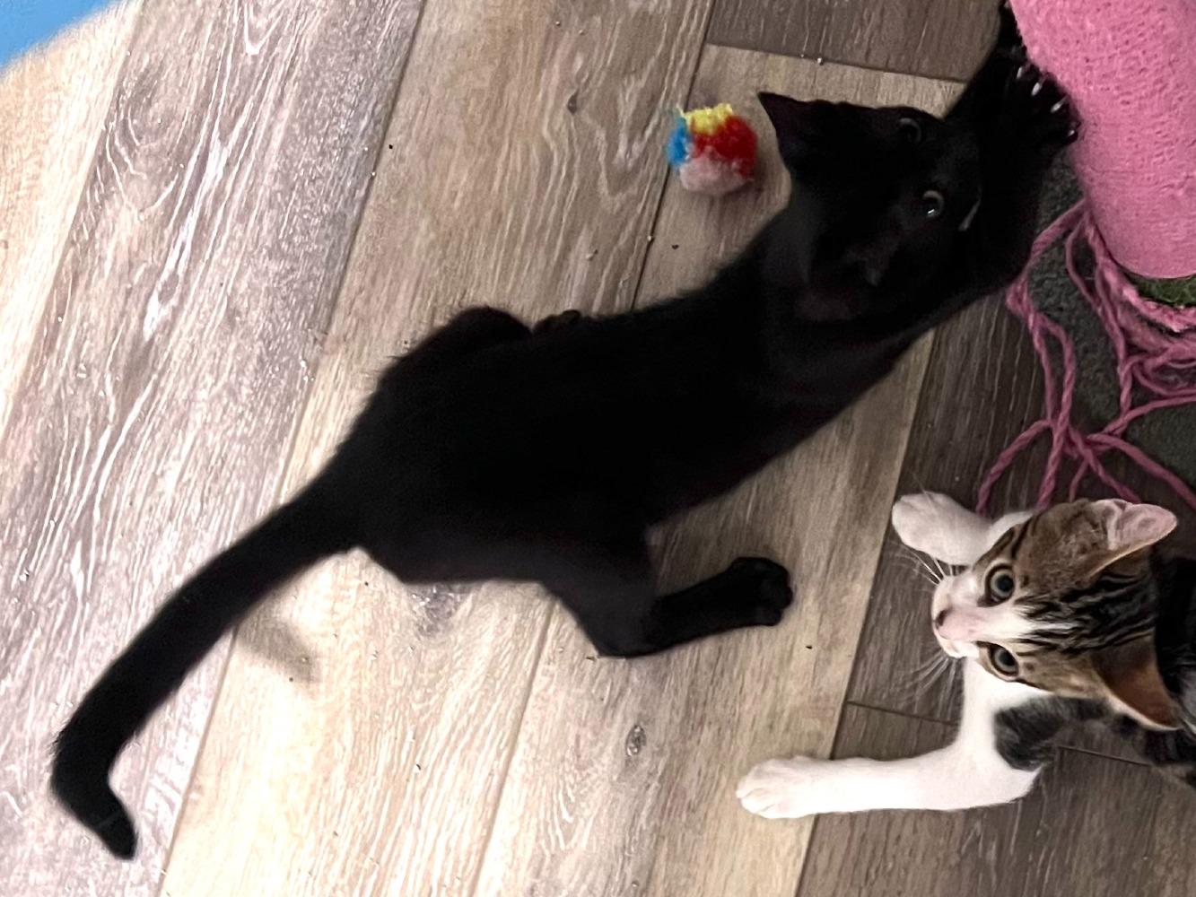 Enlarge Fizz, a Adoptable Domestic Short Hair in Moncks Corner, SC image 2/5