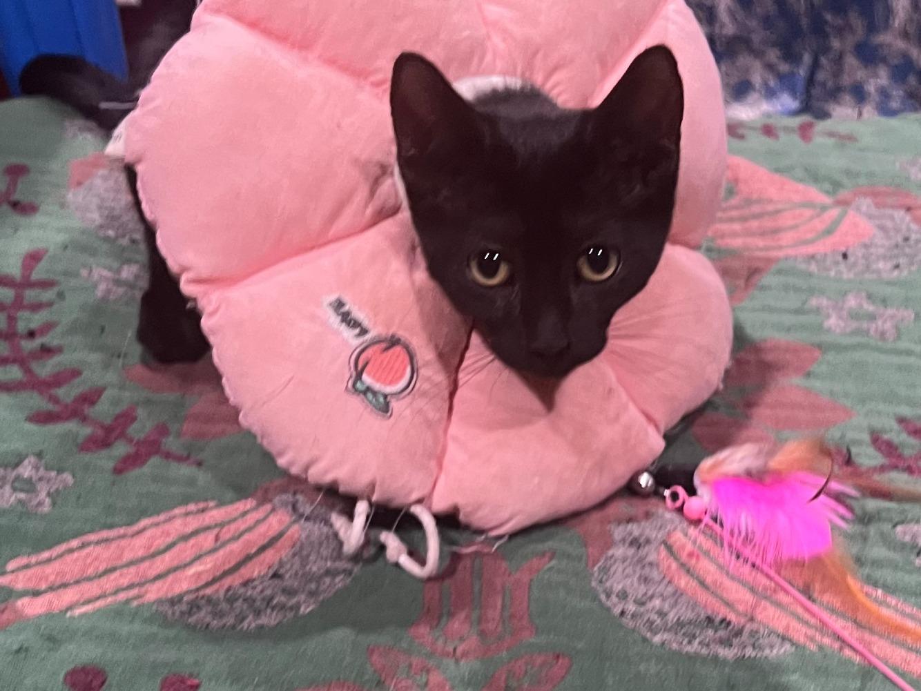 Enlarge Fizz, a Adoptable Domestic Short Hair in Moncks Corner, SC image 5/5