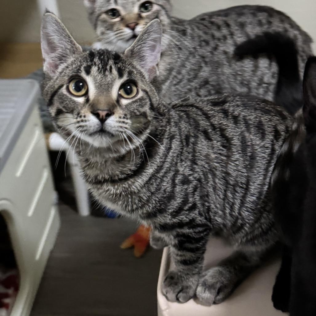 Enlarge Julie, a Adoptable Tabby in Richland, MI image 3/3