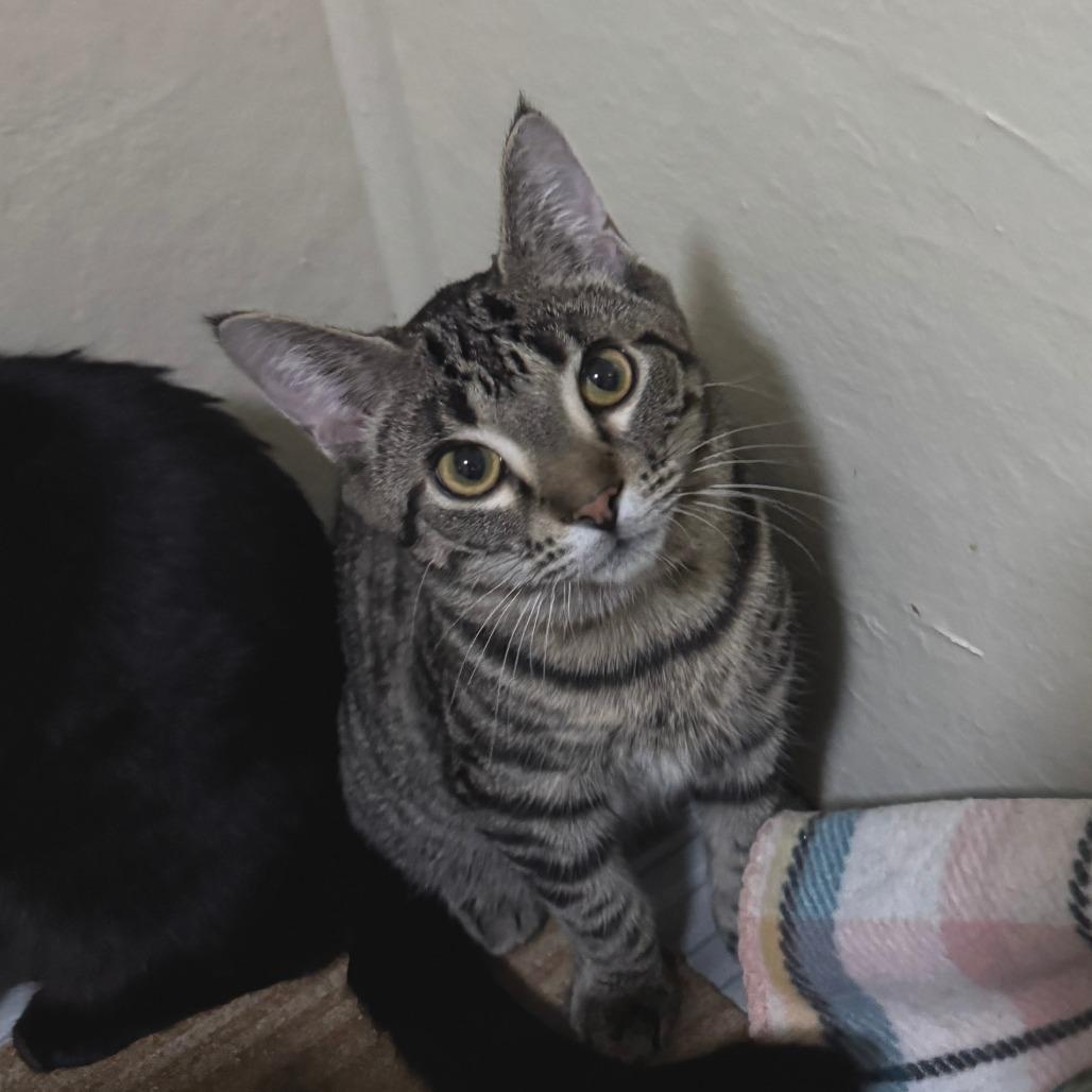 Julie, Adoptable, Young Female Tabby.