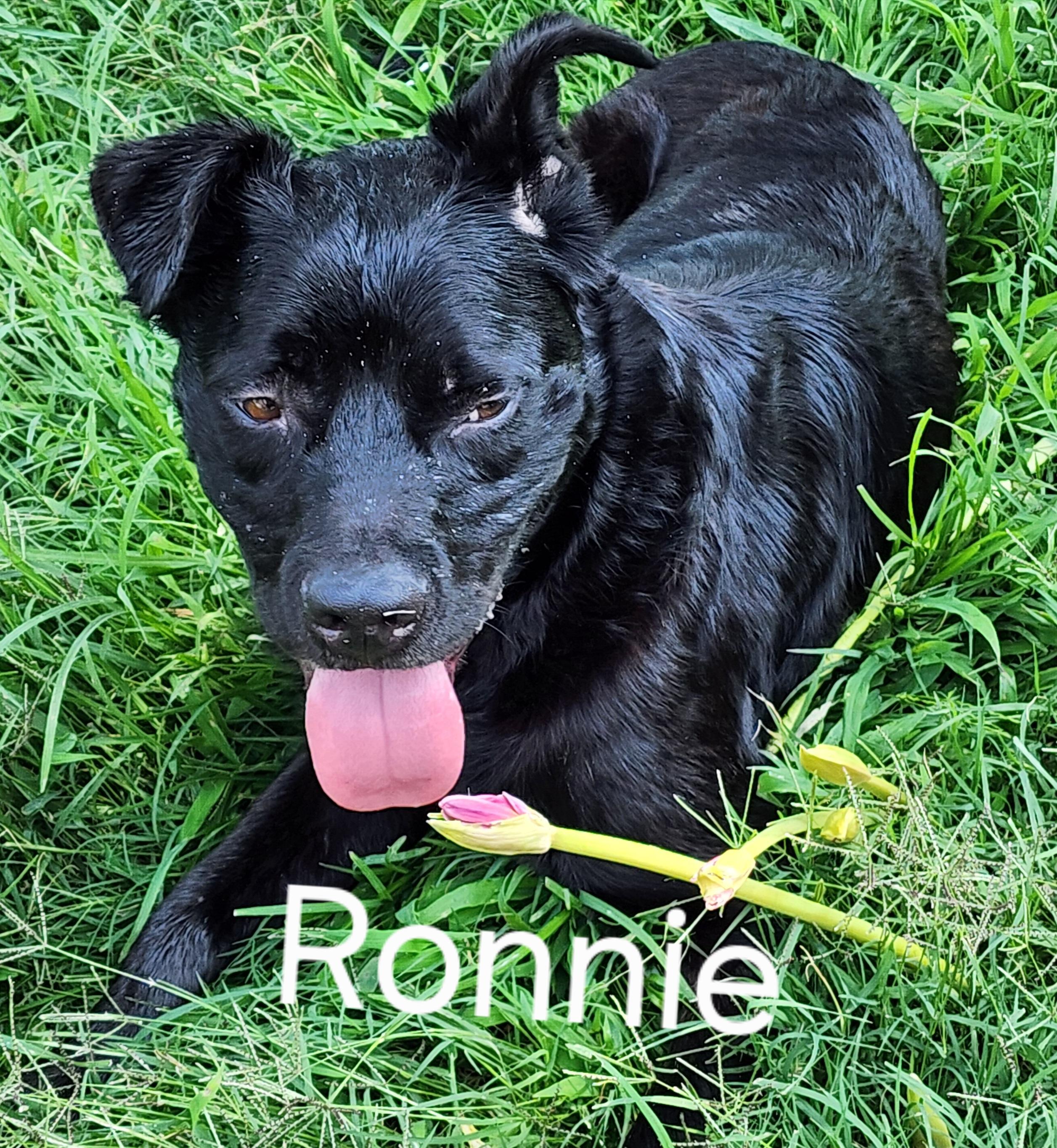Enlarge Ronnie, a ADOPTABLE mixed breed in Belleville, IL image 2/2