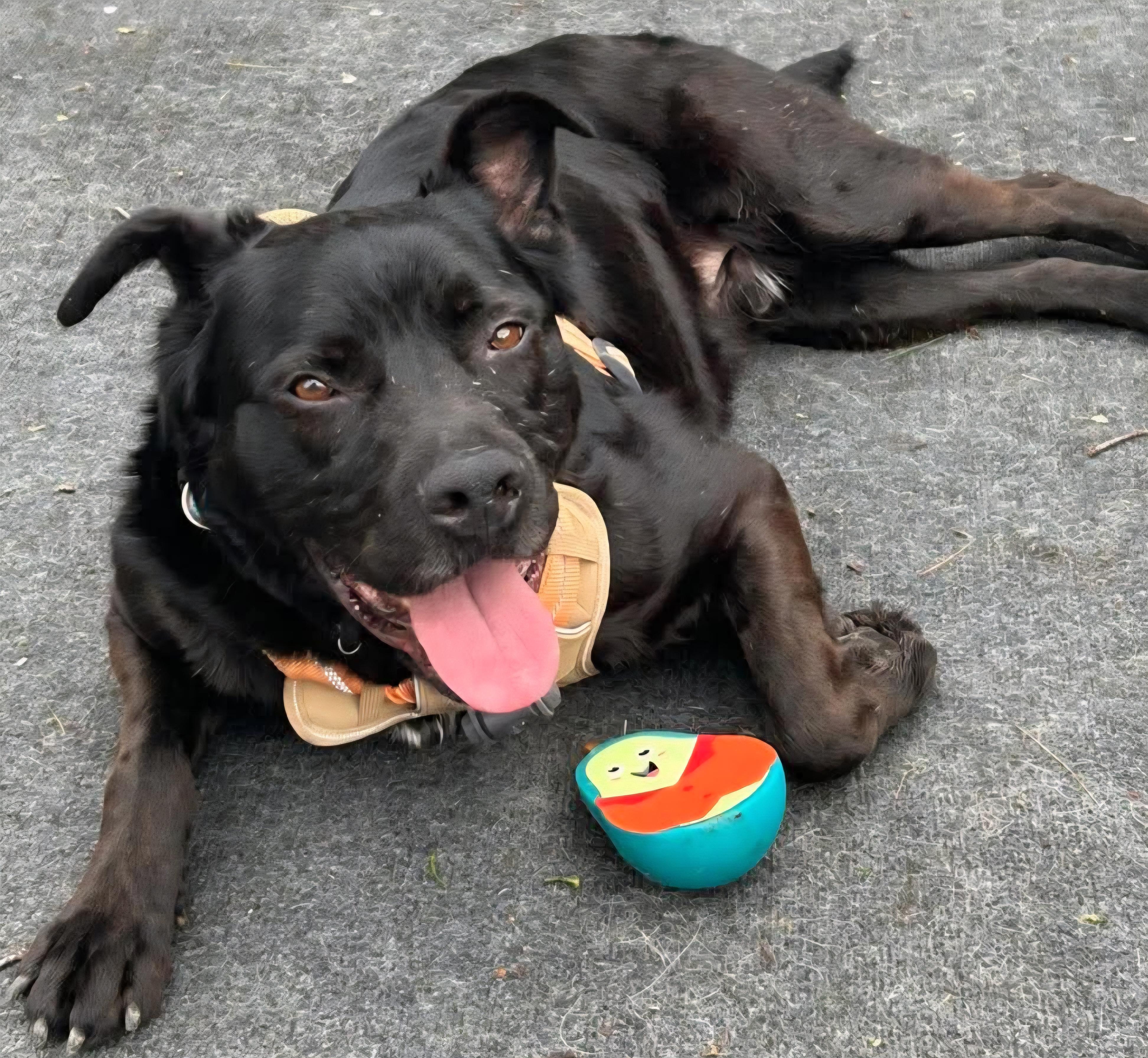 Ronnie, ADOPTABLE, Adult Male Mixed Breed.