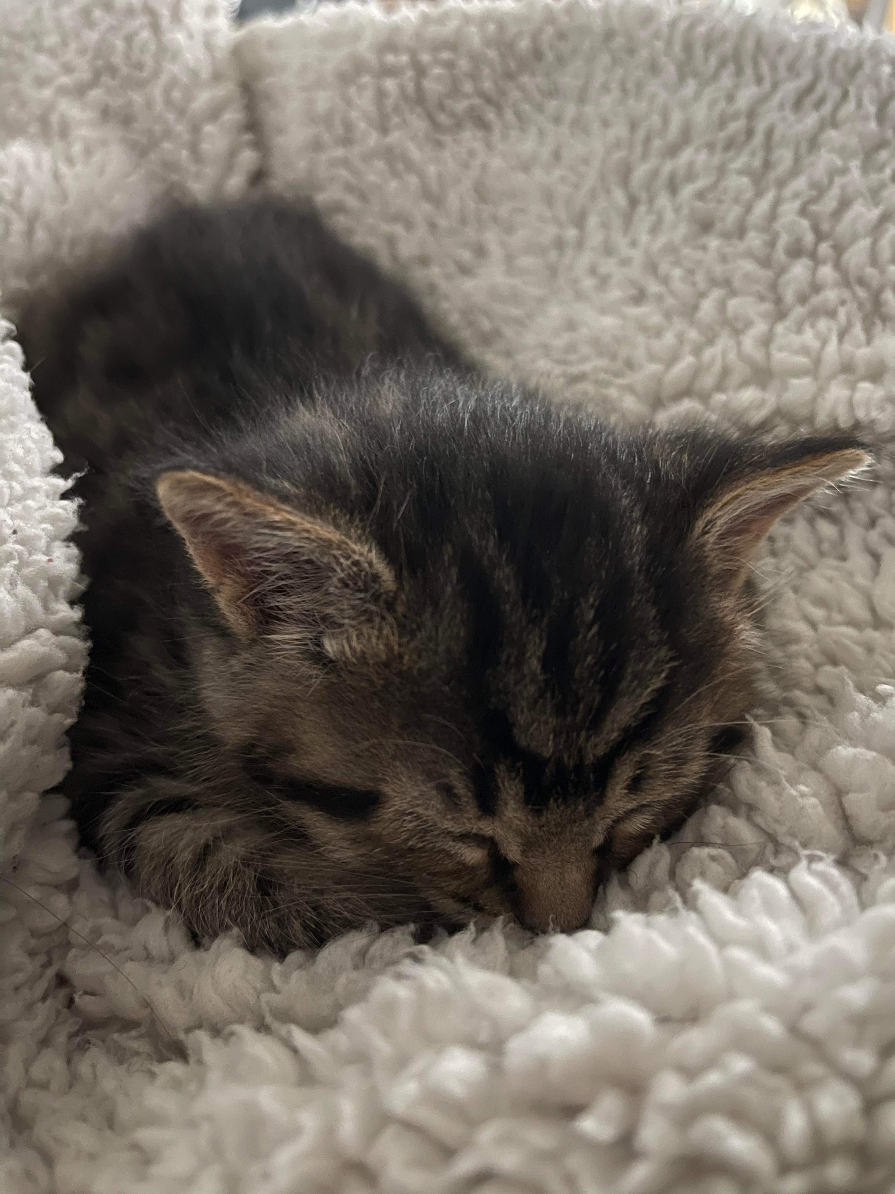 Enlarge Jameson, a Adopted Domestic Short Hair in Dixon, CA image 1/2