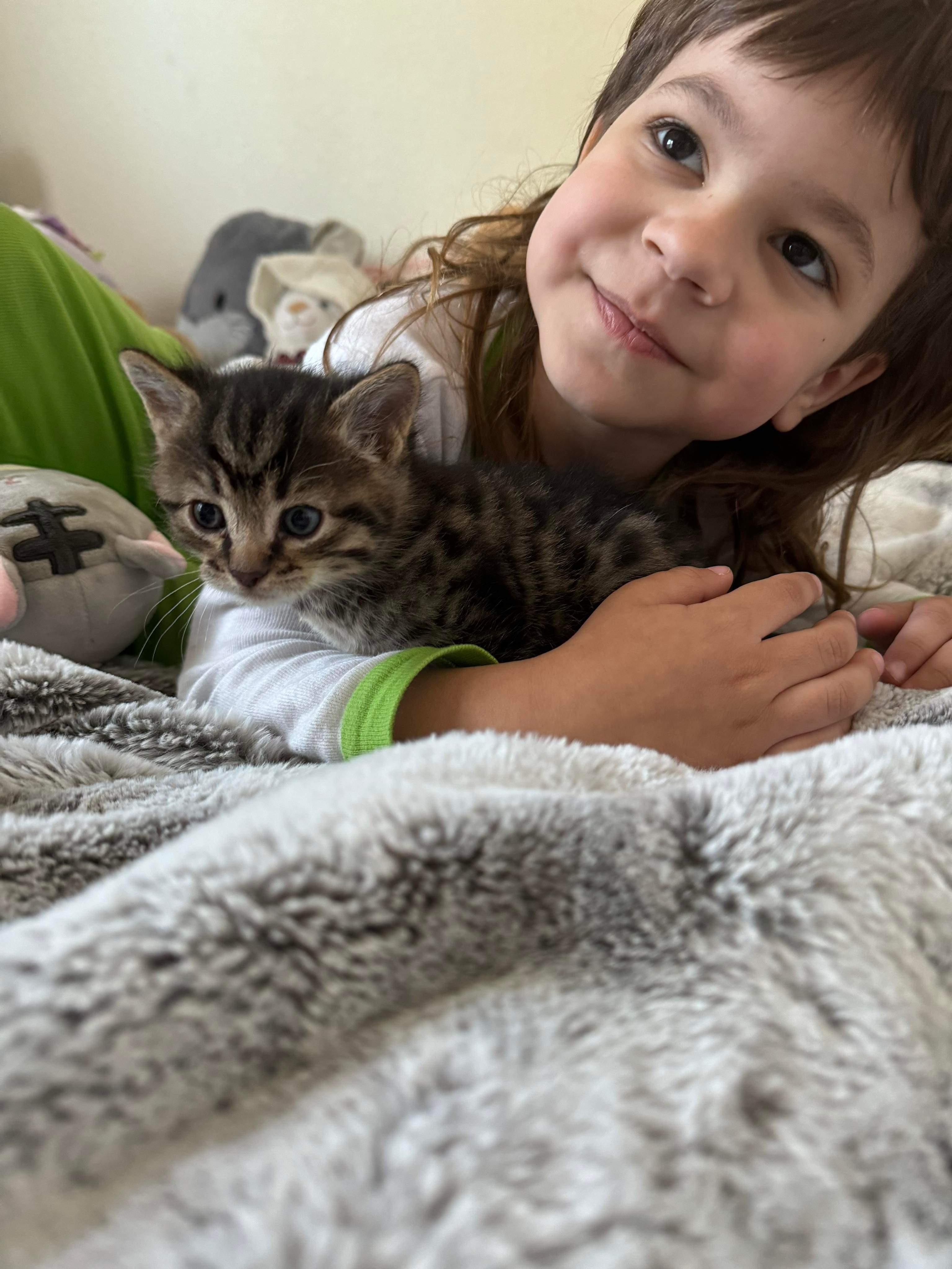 Enlarge Jameson, a Adopted Domestic Short Hair in Dixon, CA image 2/2