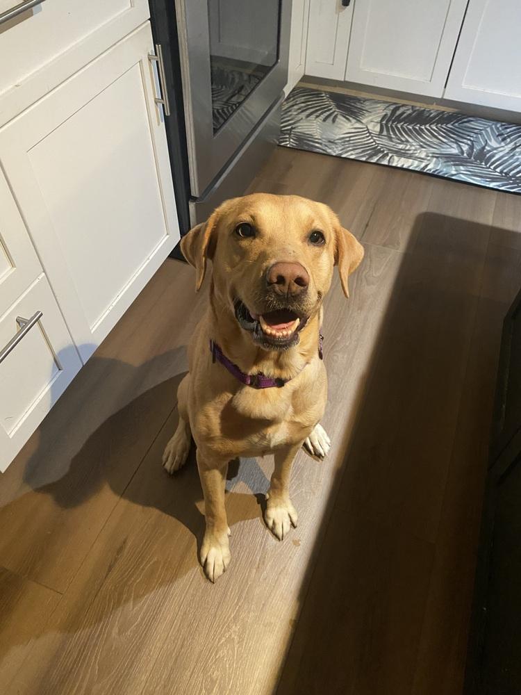 Carter, Adoptable, Adult Male Labrador Retriever.