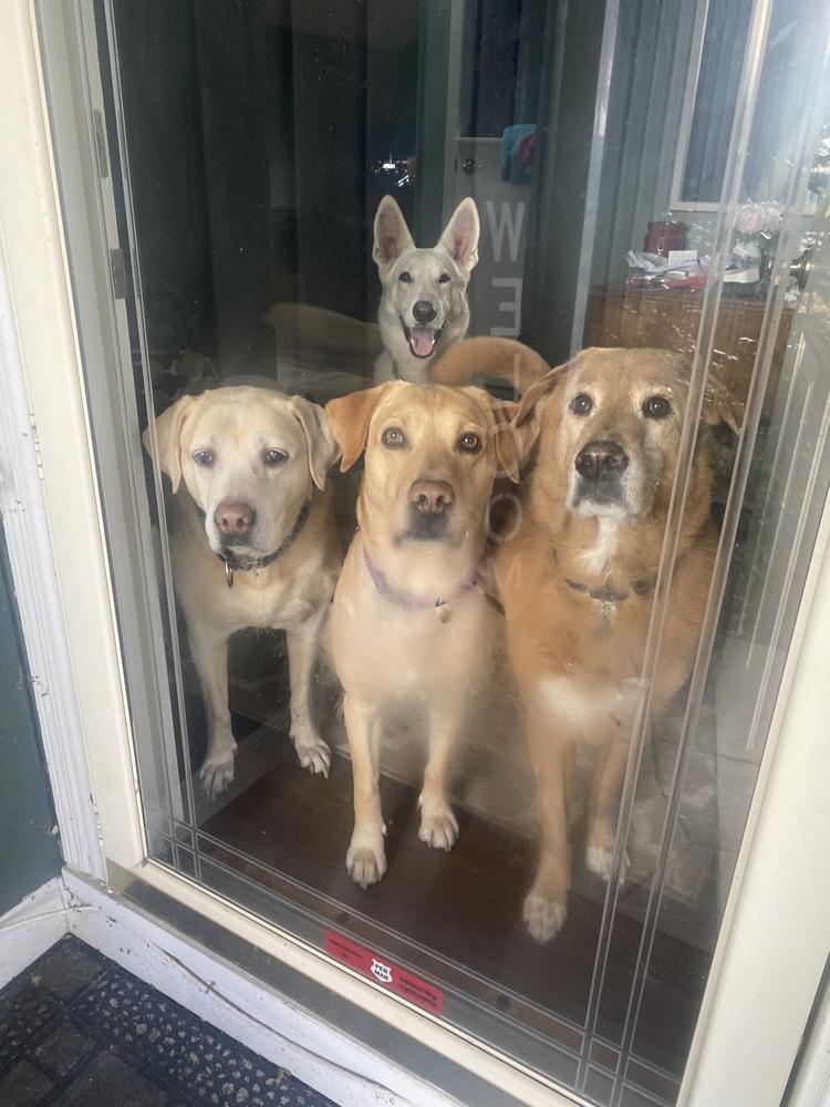 Carter, a Adoptable Labrador Retriever in Elkhart , IN image 1/6