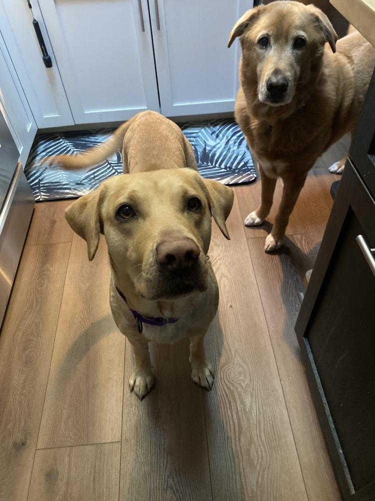 Carter, a Adoptable Labrador Retriever in Elkhart , IN image 2/6