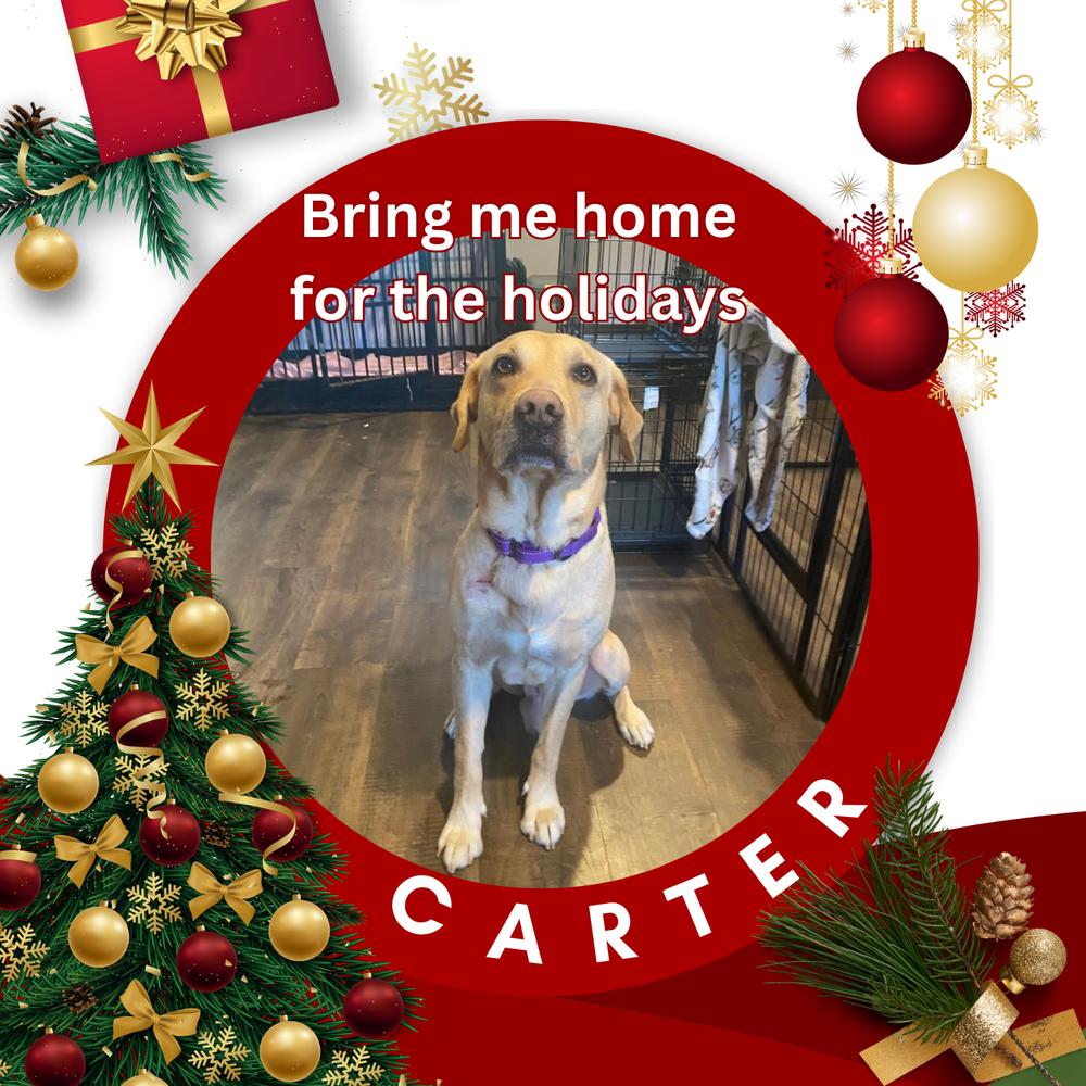 Carter, Adoptable, Adult Male Labrador Retriever.