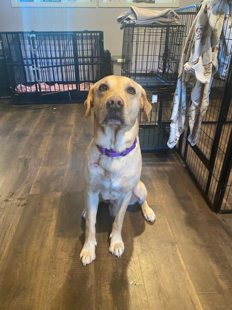 Carter, a Adoptable Labrador Retriever in Elkhart , IN image 5/6