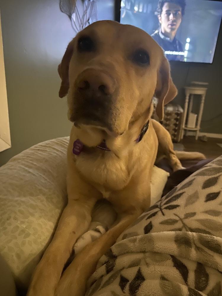 Enlarge Carter, a Adoptable Labrador Retriever in Elkhart , IN image 6/6
