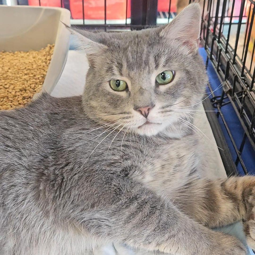 Enlarge Bravo N. — Full of Love and Personality, an adopted American Shorthair in New York, NY image 2/6