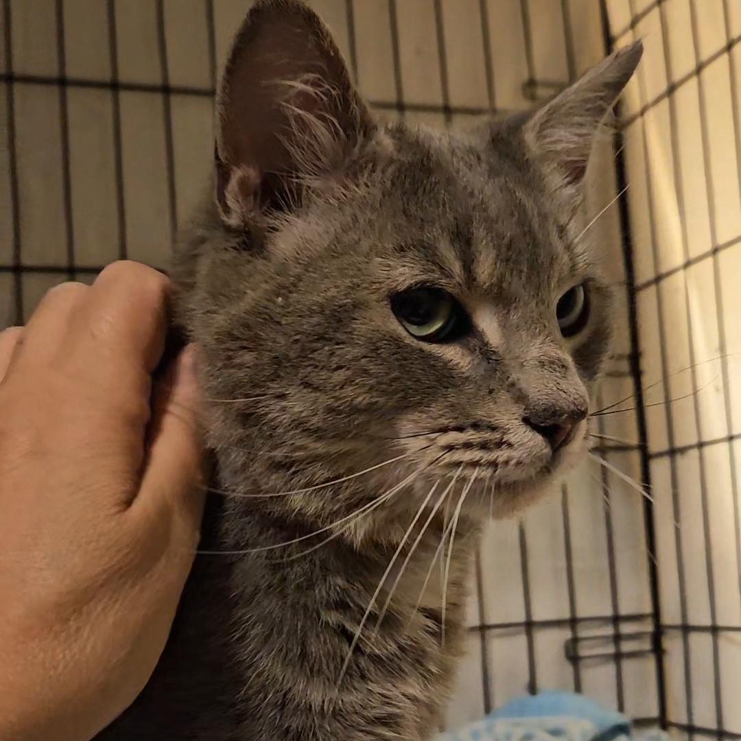 Enlarge Bravo N. — Full of Love and Personality, an adopted American Shorthair in New York, NY image 4/6