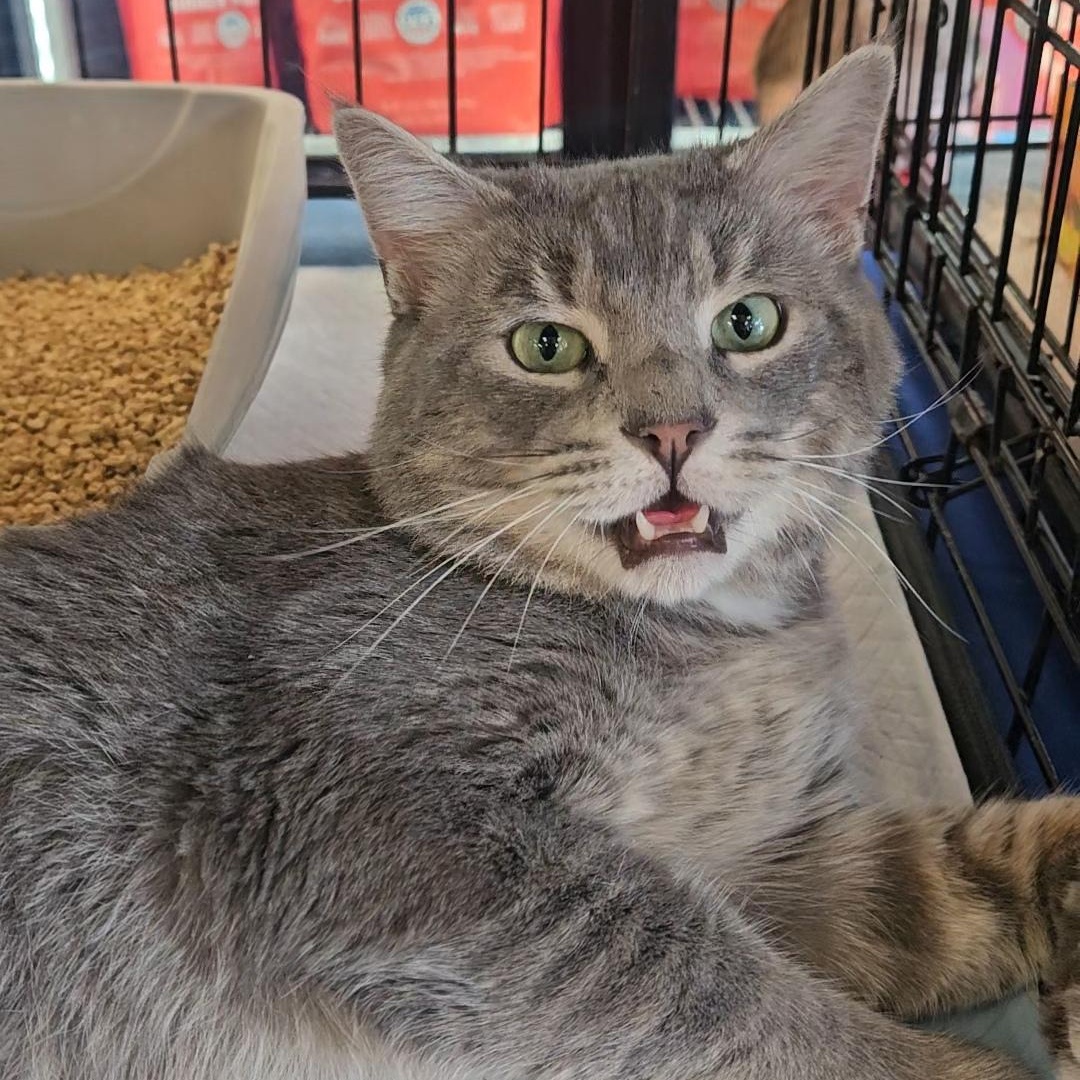 Enlarge Bravo N. — Full of Love and Personality, an adopted American Shorthair in New York, NY image 6/6