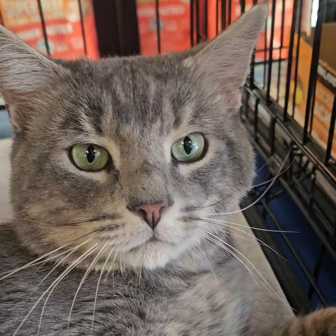 Enlarge Bravo N. — Full of Love and Personality, an adopted American Shorthair in New York, NY image 1/6