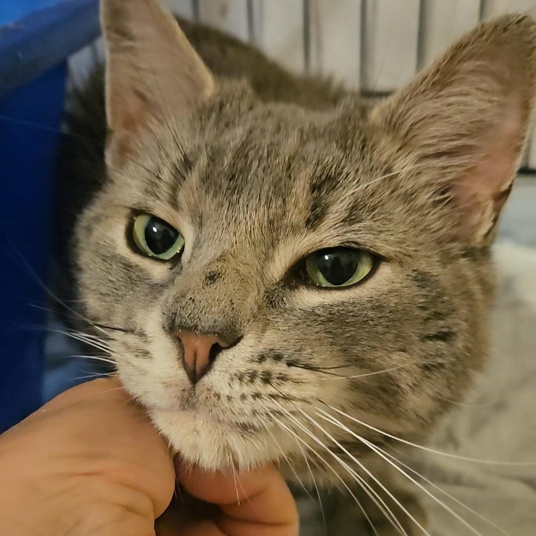 Enlarge Bravo N. — Full of Love and Personality, an adopted American Shorthair in New York, NY image 5/6
