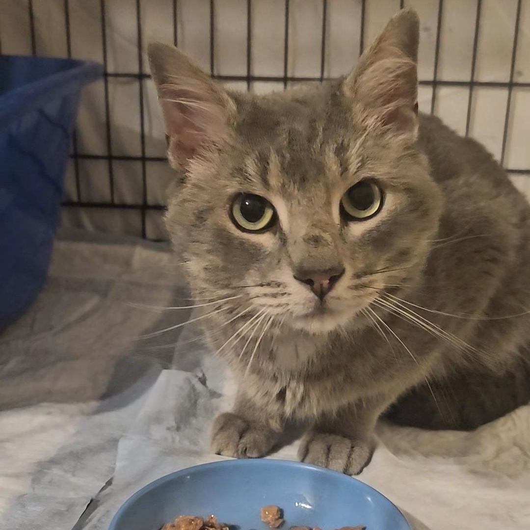 Enlarge Bravo N. — Full of Love and Personality, an adopted American Shorthair in New York, NY image 3/6