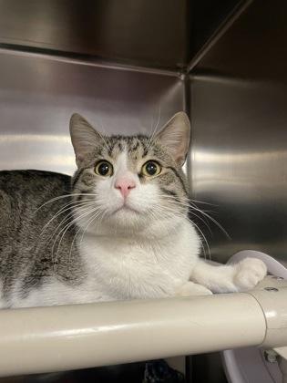 Harry PAWter, Adoptable, Adult Male Domestic Short Hair & Domestic Short Hair.