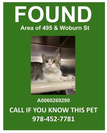 Harry PAWter, Adoptable, Adult Male Domestic Short Hair & Domestic Short Hair.