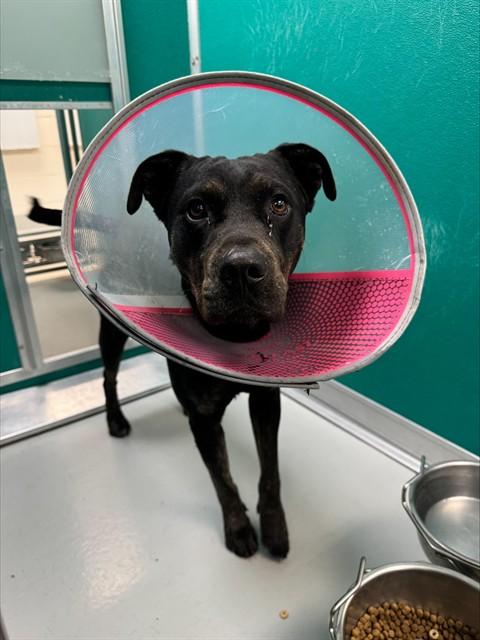 MO, Adoptable, Young Male Rottweiler & Mixed Breed.