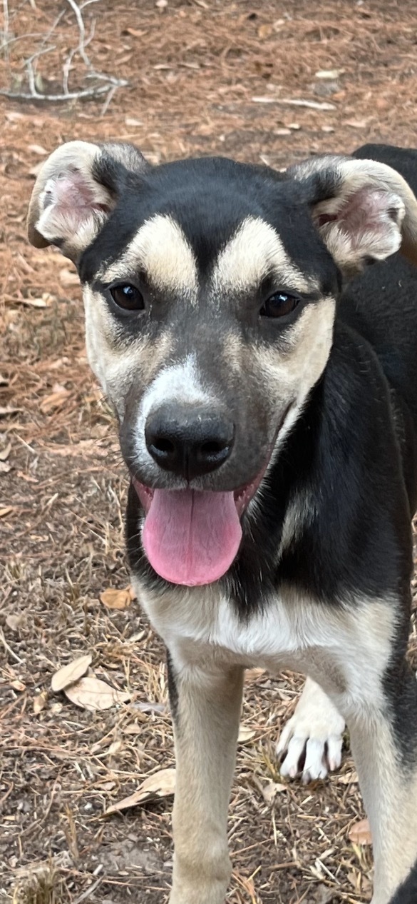 Smudge, Adoptable, Puppy Male Mixed Breed.