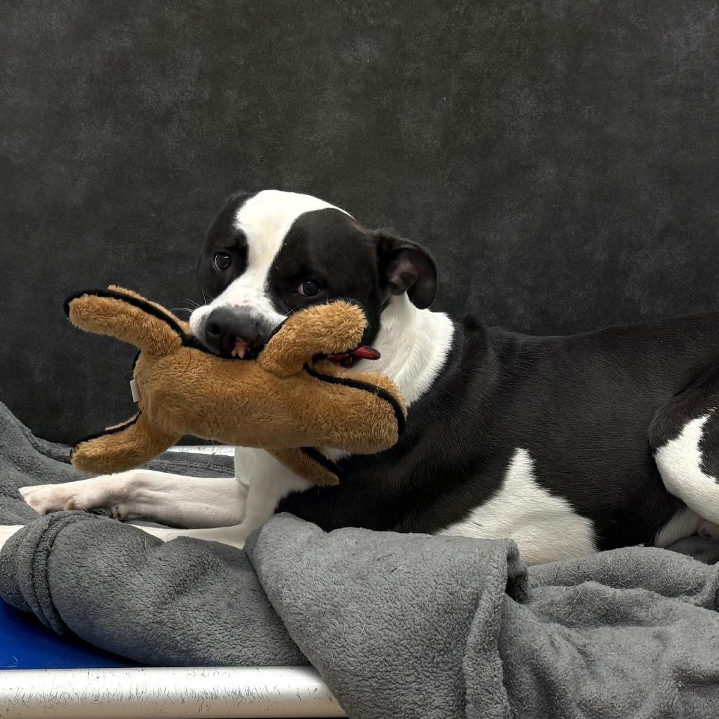 Baker, a Adoptable Pit Bull Terrier in Zanesville, OH image 1/6