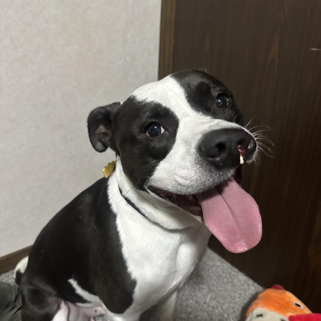 Baker, a Adoptable Pit Bull Terrier in Zanesville, OH image 2/6