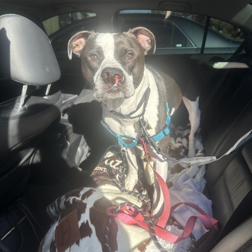 Baker, a Adoptable Pit Bull Terrier in Zanesville, OH image 3/6