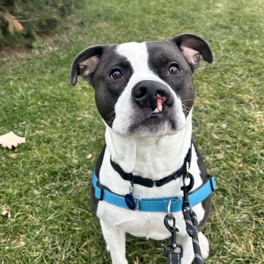Baker, a Adoptable Pit Bull Terrier in Zanesville, OH image 4/6