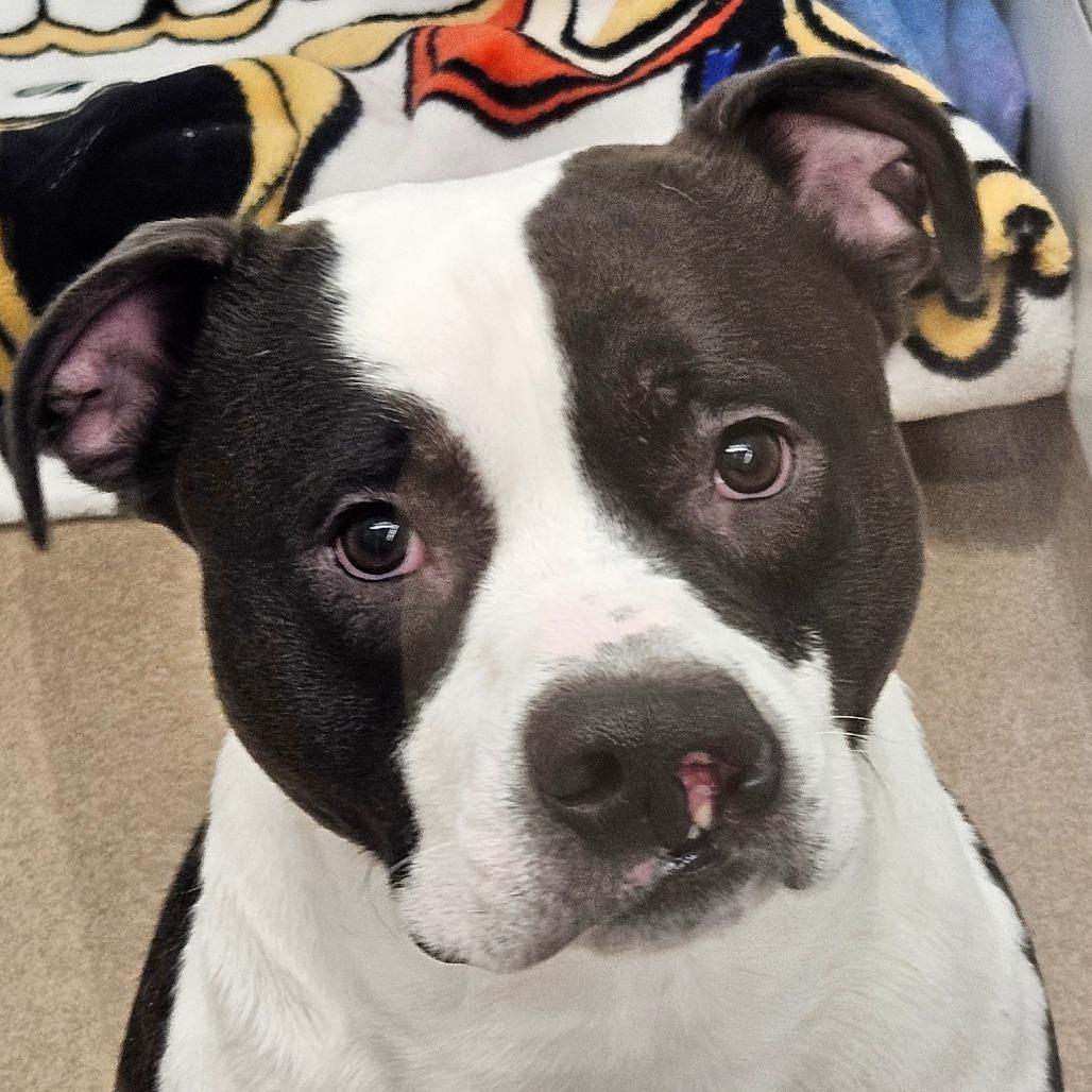 Baker, a Adoptable Pit Bull Terrier in Zanesville, OH image 5/6