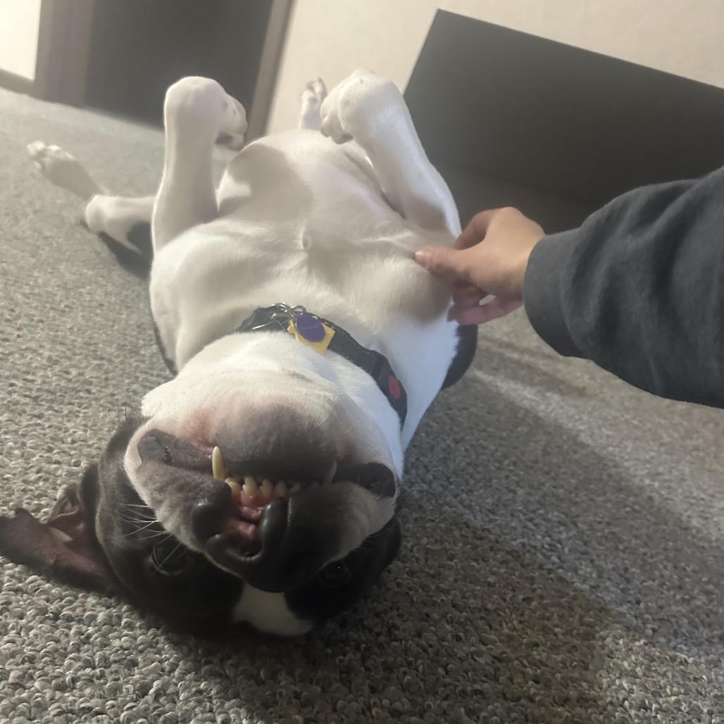 Baker, a Adoptable Pit Bull Terrier in Zanesville, OH image 6/6