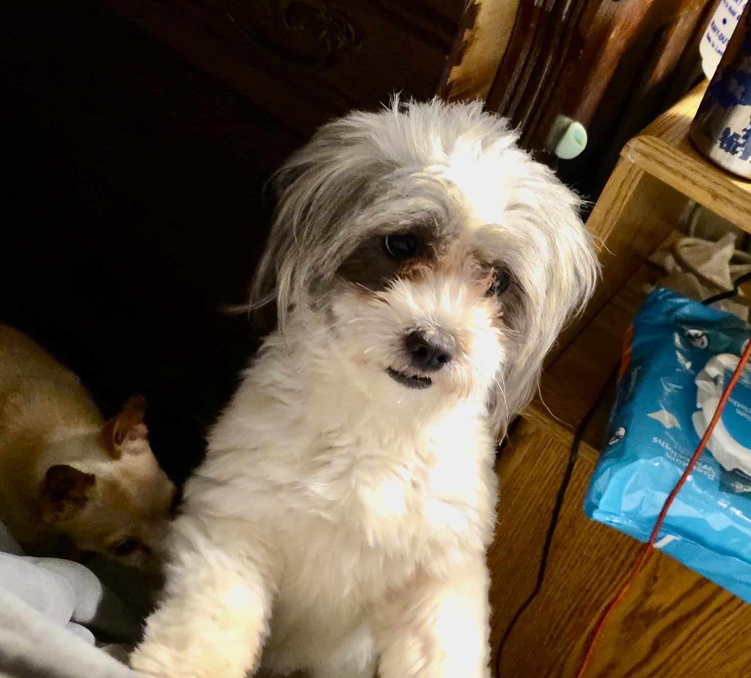 Farrah, an adopted mixed breed in Sarasota, FL image 2/2