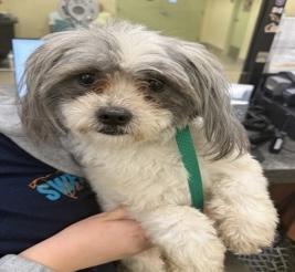 Farrah, adopted, Young Female Havanese.