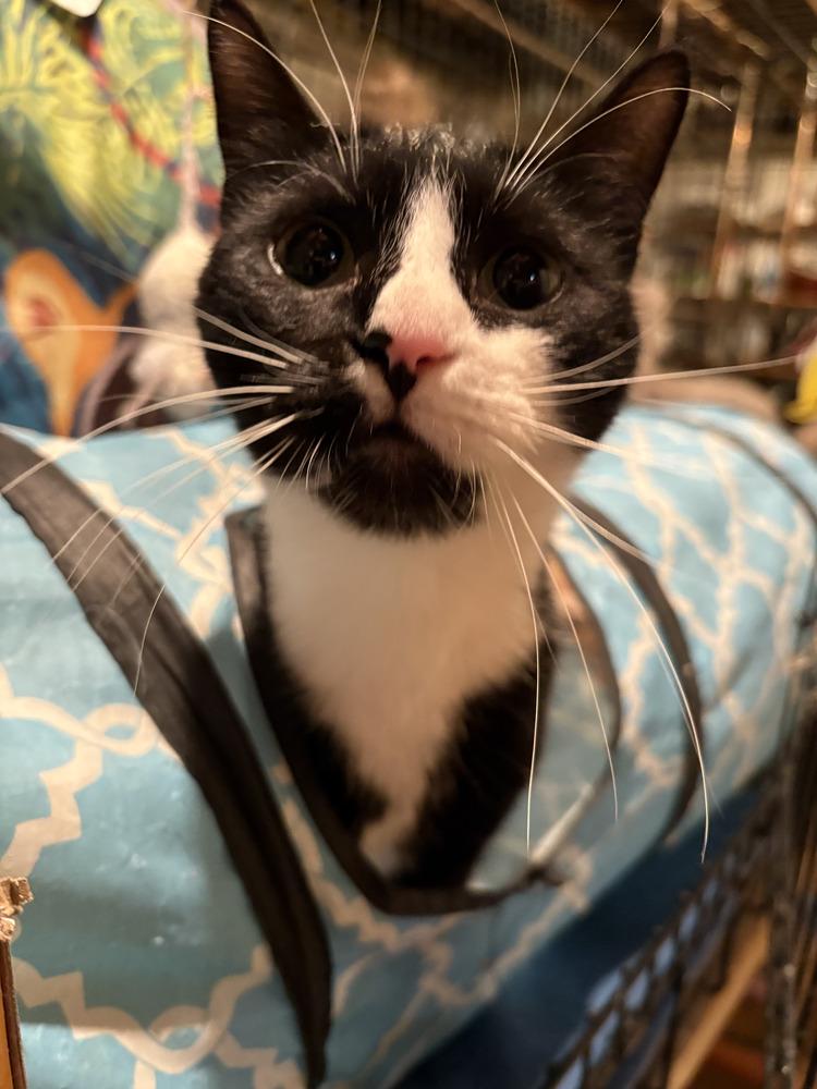 Molly East Meadow, Adoptable, Adult Female Domestic Short Hair.