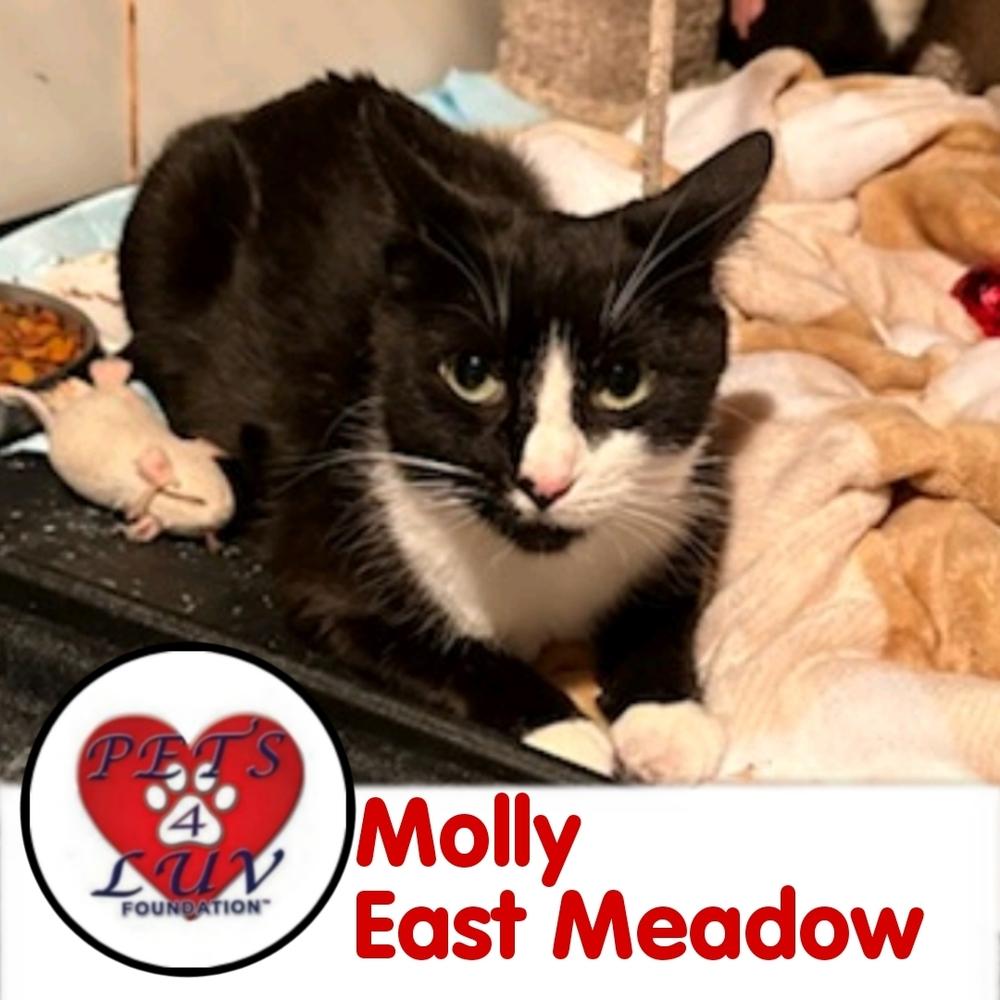 Enlarge Molly East Meadow, a Adoptable mixed breed in Westbury, NY image 2/3