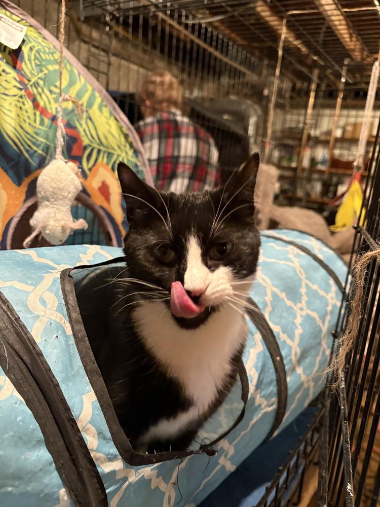 Enlarge Molly East Meadow, a Adoptable mixed breed in Westbury, NY image 3/3