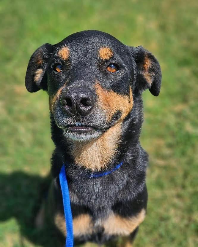 Pretzel, Adult Female Rottweiler