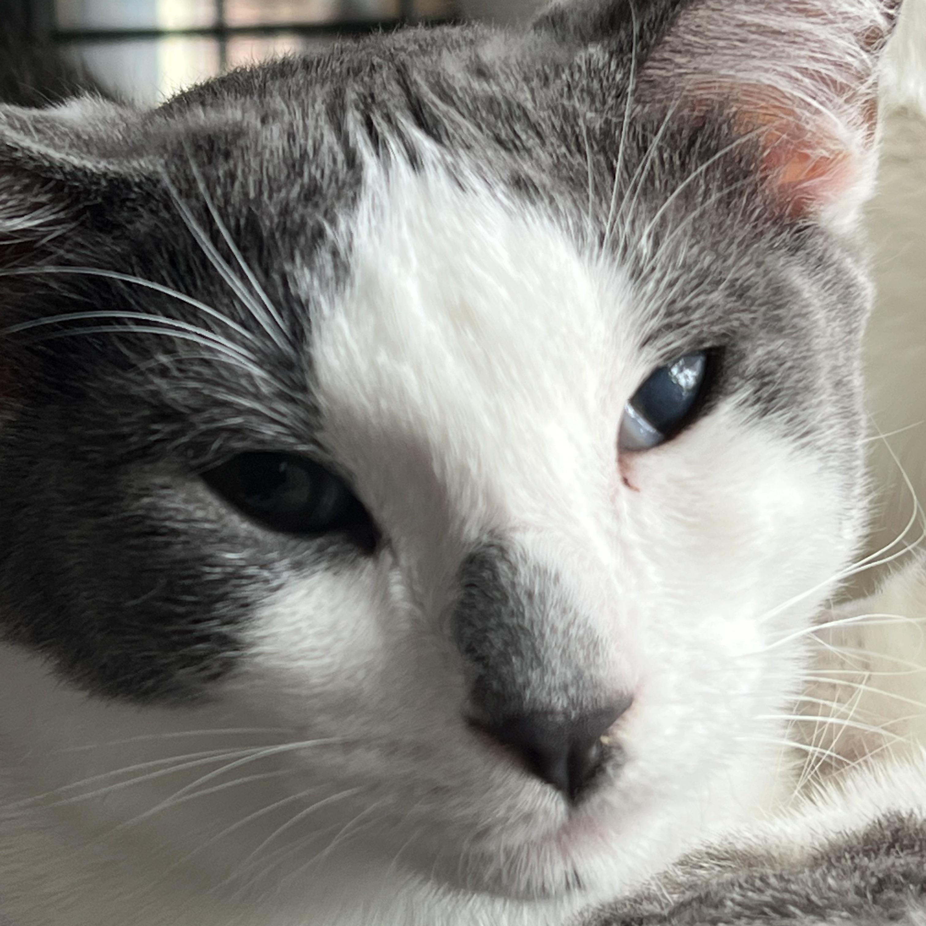 Dash, Adoptable, Young Male Abyssinian.