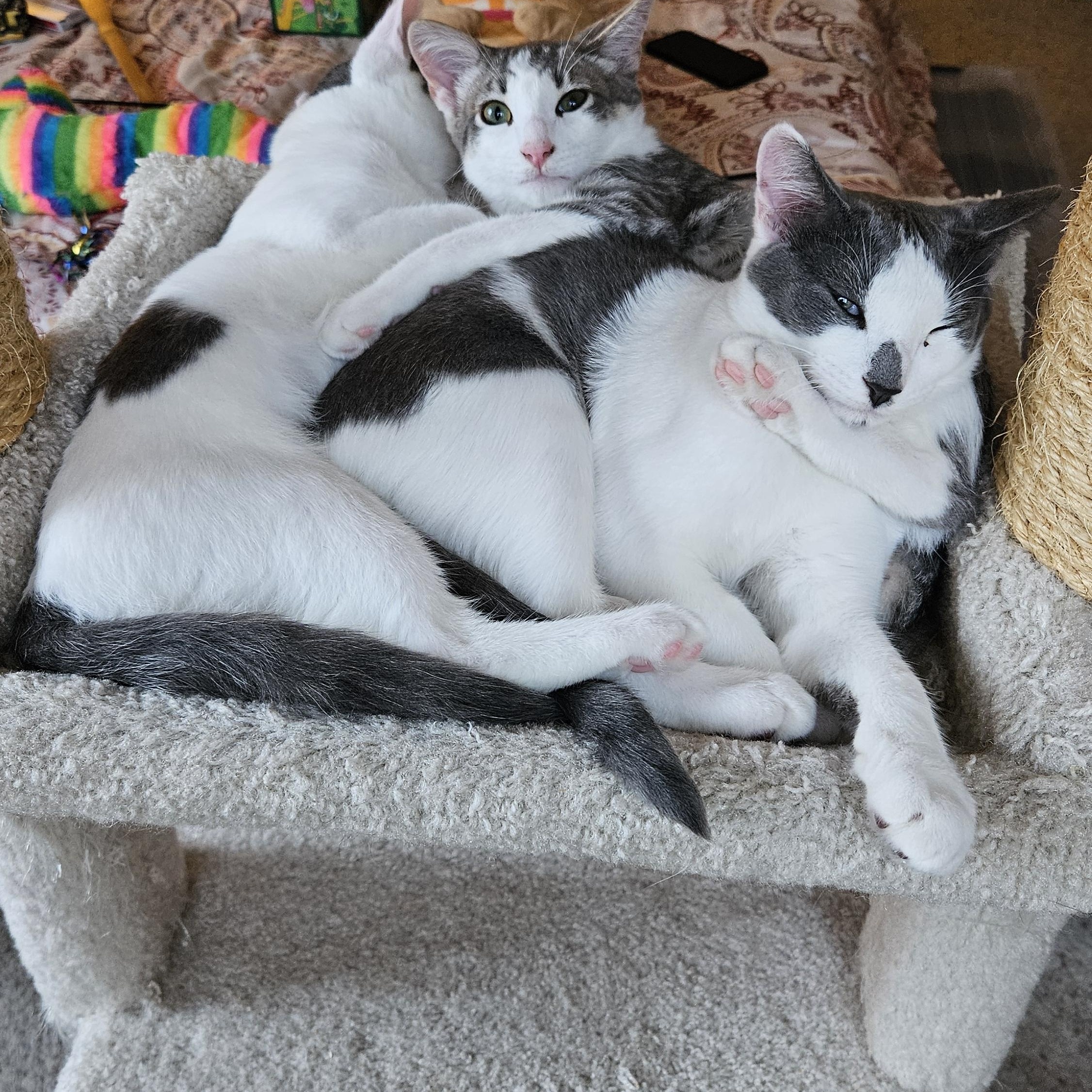 Dash, a Adoptable Abyssinian in South San Francisco, CA image 3/5