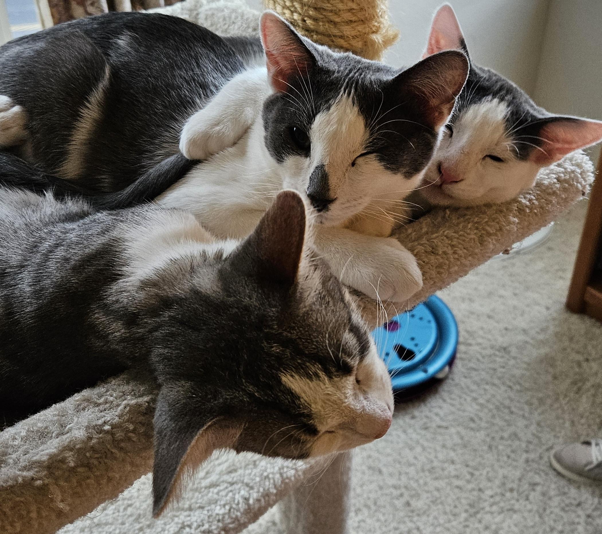 Dash, a Adoptable Abyssinian in South San Francisco, CA image 5/5