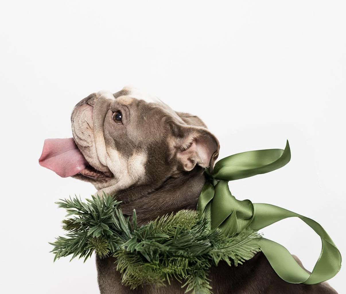 Enlarge Millie, a Adoptable mixed breed in Rocklin, CA image 6/6