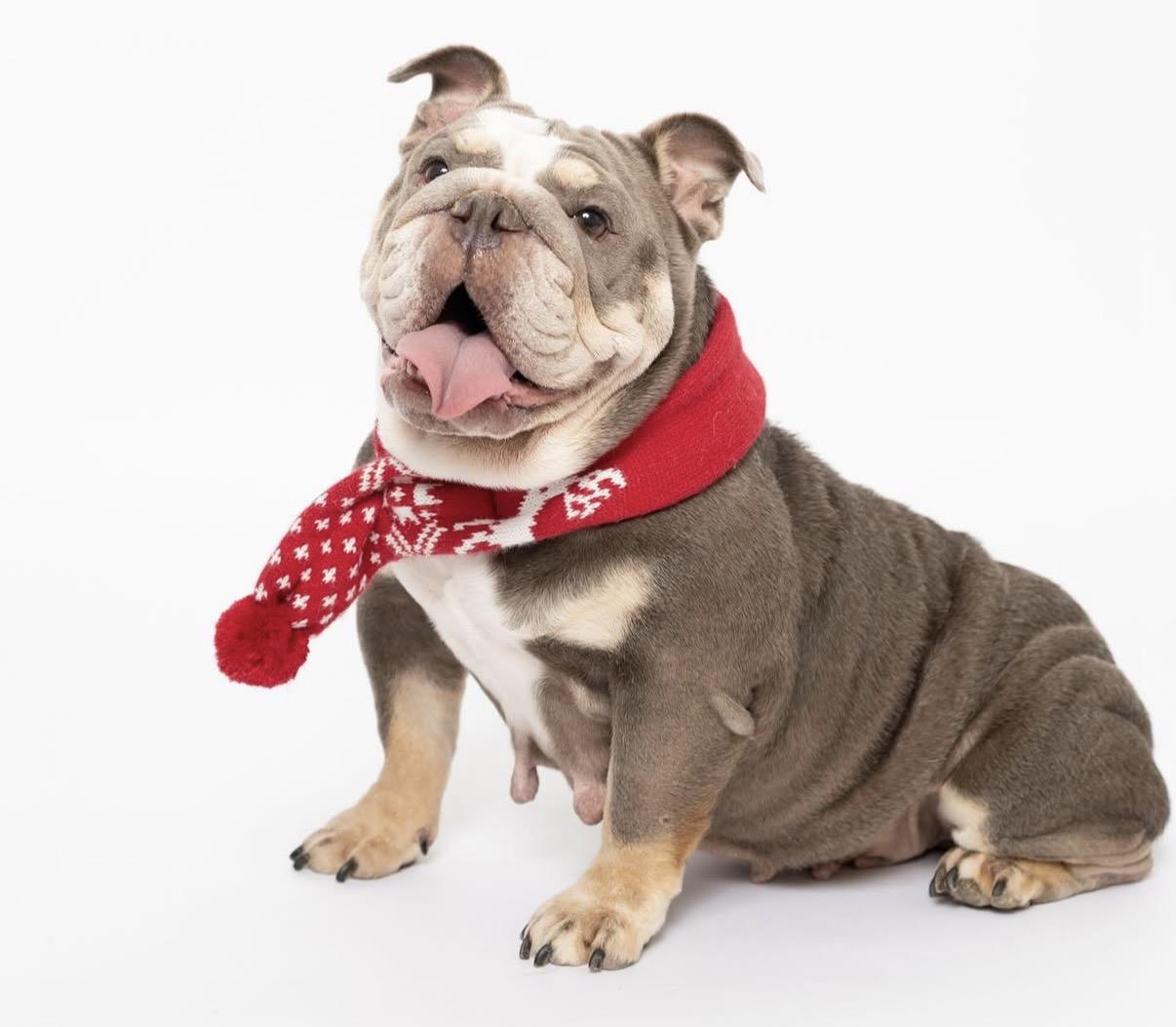 Enlarge Millie, a Adoptable mixed breed in Rocklin, CA image 2/6