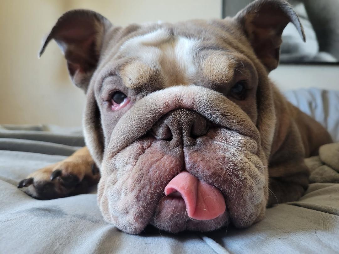 Millie, Adoptable, Adult Female Bulldog.